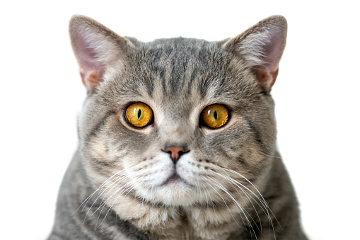 Studio portrait of adorable cat looking at camera with suspicious expression. Close-up angry cat lying down on the white table.