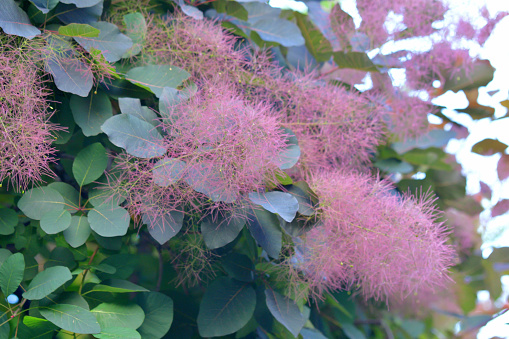 Cotinus coggygria, commonly known as smoke tree, is an upright, multi-stemmed, deciduous shrub. Its common name of smoke tree comes from the billowy hairs (attached to stalks on the spent flower clusters) which turn a smokey pink to purplish pink in summer, thus covering the tree with hazy, smoke-like puffs during summer.