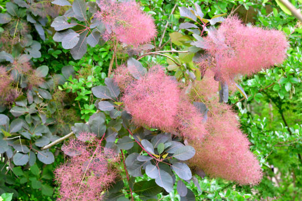 istock Smoke Tree / Cotinus coggygria / Smoke Bush 1401950950