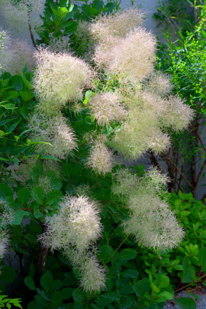 istock Smoke Tree / Cotinus coggygria / Smoke Bush 1401951560