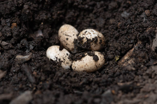 istock chameleon eggs in a nest ,wild nature, forest, garden, park. 1401951637