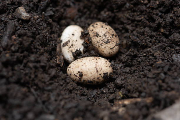 istock chameleon eggs in a nest ,wild nature, forest, garden, park. 1401951645