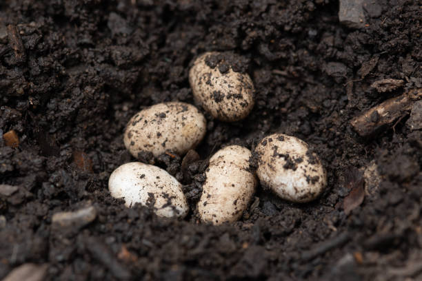 istock chameleon eggs in a nest ,wild nature, forest, garden, park. 1401951667