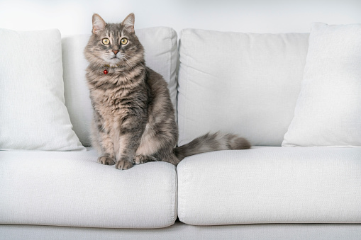 cats, beautiful cute gray tabby domestic cat looking at camera, on white sofa in living room. domestic pets concept photo at home, interior