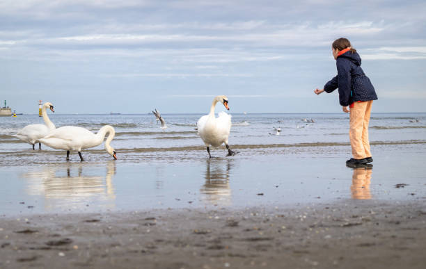 istock Little girl playing with swans 1401951913