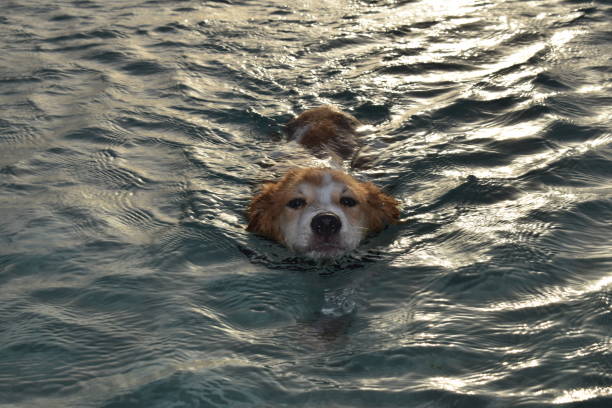 Puppy swimming in the sea