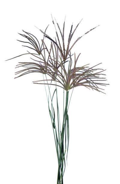 istock Bunch of wild grass isolated on white background. 1401952177