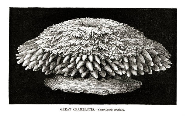 woodcut of bubble-tip anemone, Entacmaea quadricolor Woodcut of bubble-tip anemone, Entacmaea quadricolor. Image labeled the synomym great crambactis, Crambactis arabica. published in 1885. bubble tip anemone entacmaea quadricolor stock illustrations