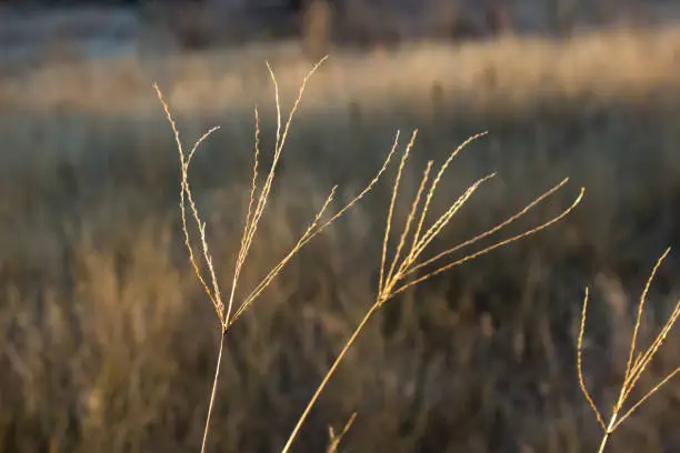The large finger-like stalks of Giant Pongola Grass, illuminated in the golden morning light in the rural Free State, South Africa. Giant Pongola Grass, also known as common Finger Grass, are native to southern Africa, but are grown in various sub-tropical and tropical regions as pasture grass.
