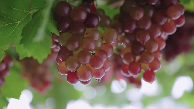 Close-up low angle view of red grape bunches with raindrops slowly dripping down at a vineyard.