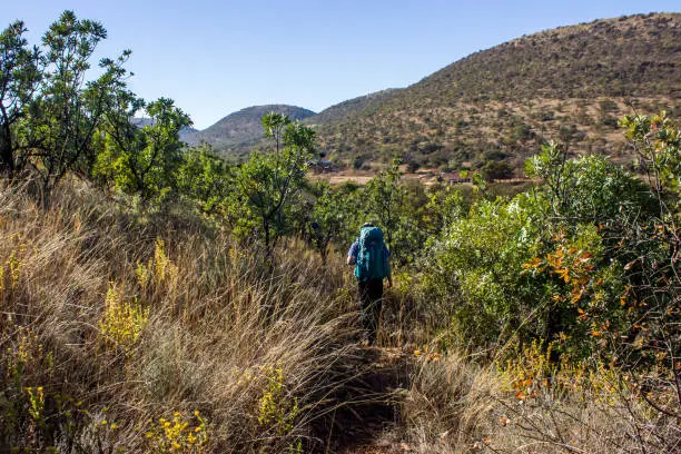 A hiker walking through a grove of common proteas in the hills which forms the circular ridges of the Vredefort Dome, South Africa. These high concentric ridges, which dominates the landscape formed about 2020 million years ago by an Asteroid impact. This is the largest known asteroid impact on earth