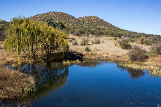 small farm lake with a weeping willow in rural south africa - willow tree weeping willow tree isolated imagens e fotografias de stock