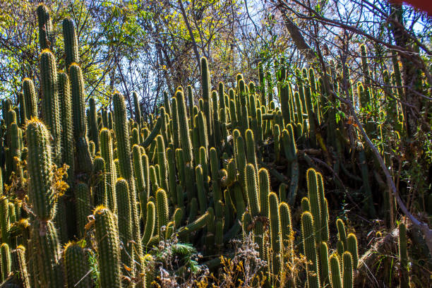 A thick copse of golden torch Cacti, Echinopsis Spachianus stock photo