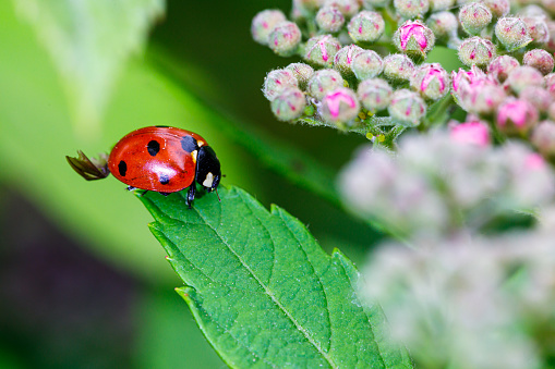 Macro photography of a ladybird in its natural habitat