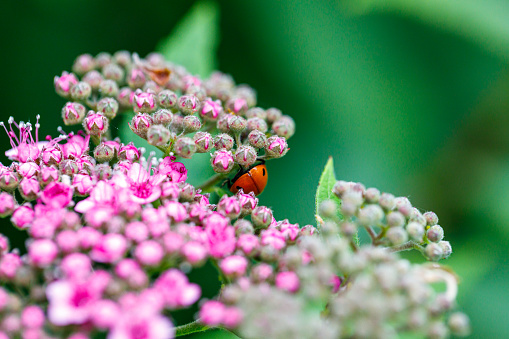 Macro photography of a ladybird in its natural habitat