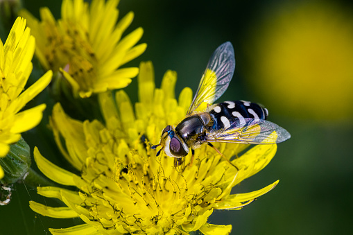 Macro photography of a bee in its natural habitat