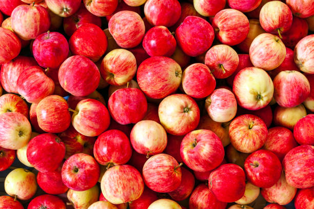istock Natural background from bright apples. A bunch of yellow-red apples. 1401956818