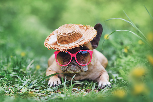 Fwn colored French Bulldog dog wearing pink sunglasses and summer straw hat