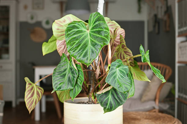 istock Topical 'Philodendron Verrucosum' houseplant 1401957169