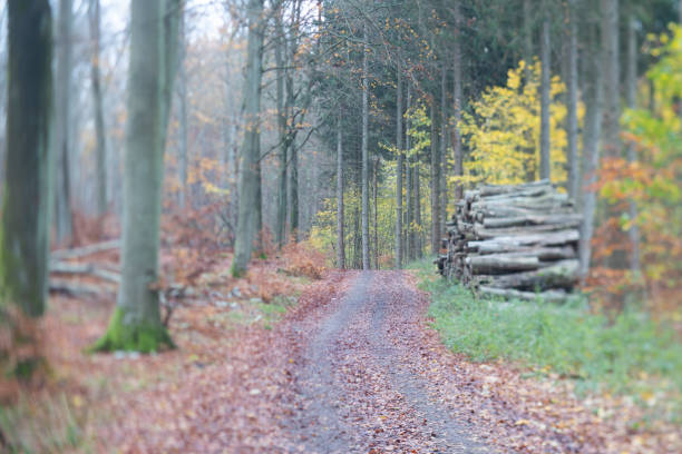 Rudeskov forest in Denmark in fall 2020 shot with tilt and shift lense