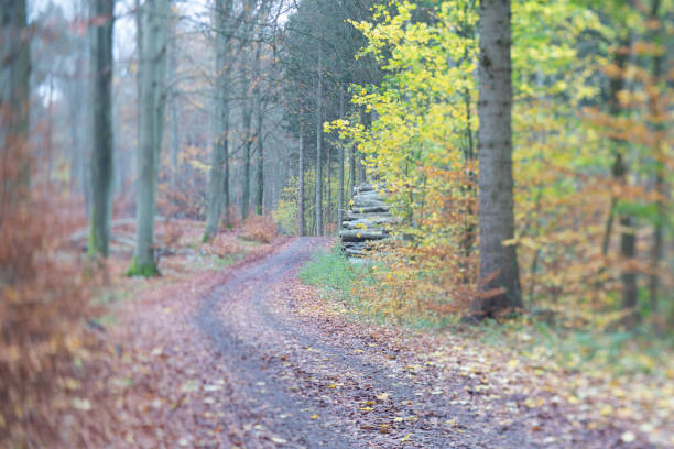 Rudeskov forest in Denmark in fall 2020 shot with tilt and shift lense