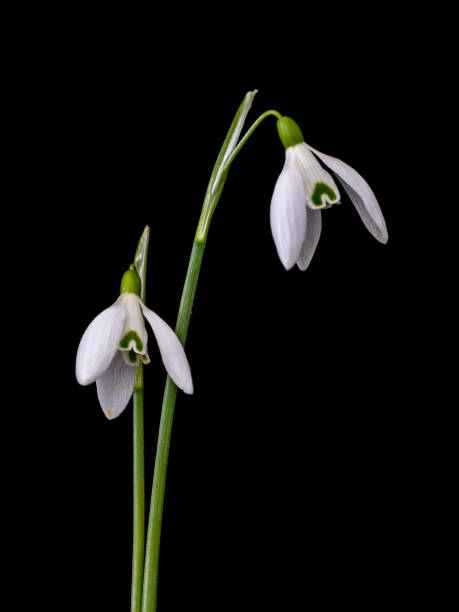 istock Two snowdrop flowers on black background. 1401957370