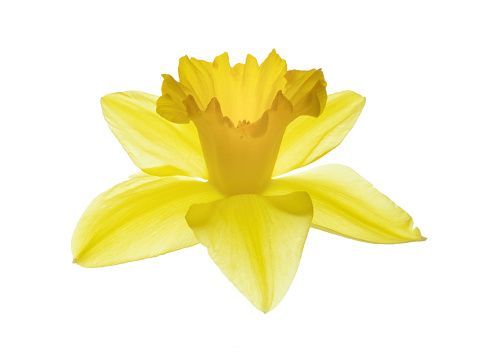 Single daffodil bloom, isolated on white backgroun without stem.
