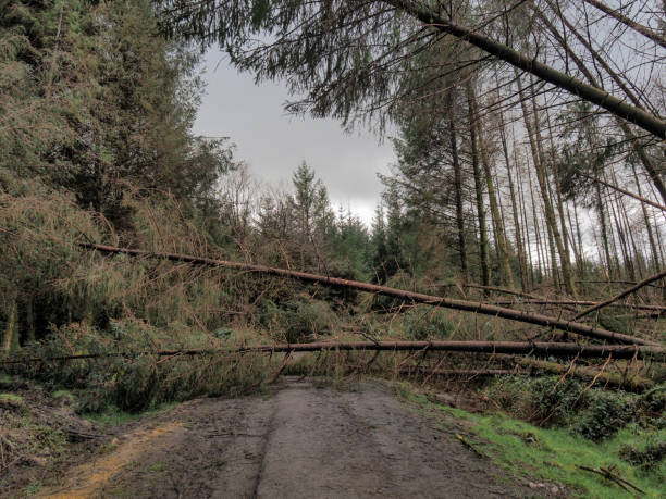 istock Rural access road blocked by fallen pine trees. Storm damage. 1401957482