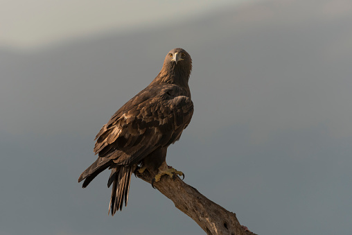 Golden eagle. (Aquila chysaetos)  Perched on a tree, against a Mountain Range- stock photo