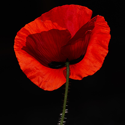 Beautiful poppy bud with red petals