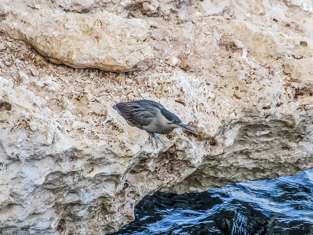 A little heron hunts from a cliff in the Red Sea in Sharm El Sheikh, Egypt stock photo