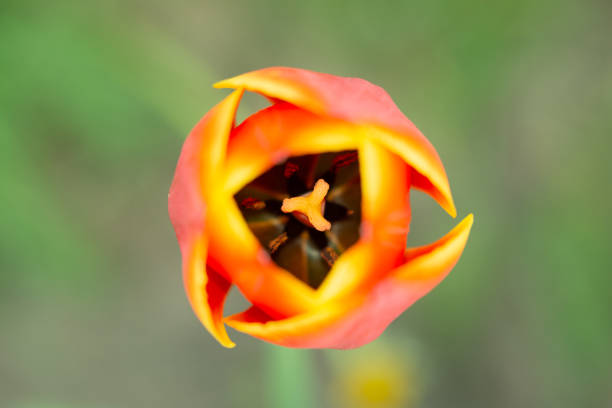 Close-up view of red tulip flower. Top view. Central compositon.