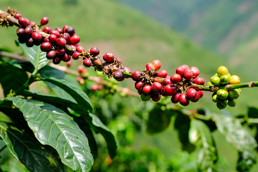 Coffee beans in Ugandan coffee farm