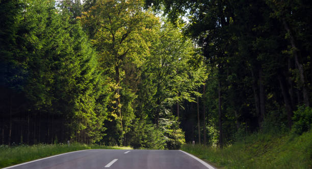 istock lonely road through the forest 1401960160