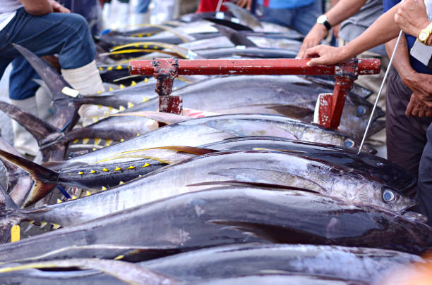 Tuna Traders Fresh tuna stocks are also bought by manufacturers for processing into frozen loins for the foreign and domestic markets. Captured inside the GENERAL SANTOS CITY TUNA FISh PORT, Philippines. commercial tuna fishing stock pictures, royalty-free photos & images