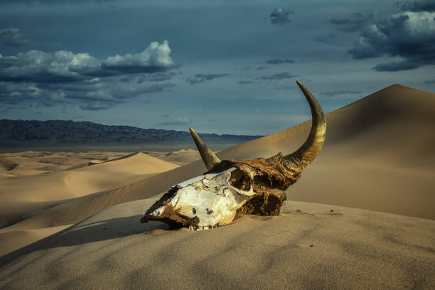 istock Bull skull in sand desert and storm clouds 1401960316