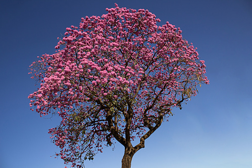 Goiania, Goiás, Brazil – June 07, 2022: Flowery tree.  Ipê rosa, a typical Brazilian tree. Blue sky in the background. Handroanthus impetiginosus.