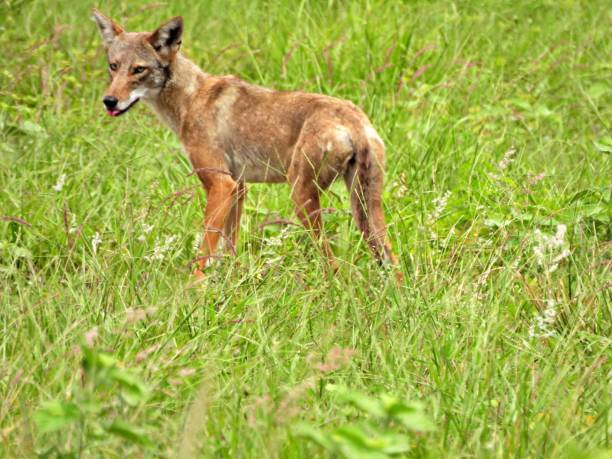 istock Coyote (Canis latrans) - young, in the grassy field 1401961444