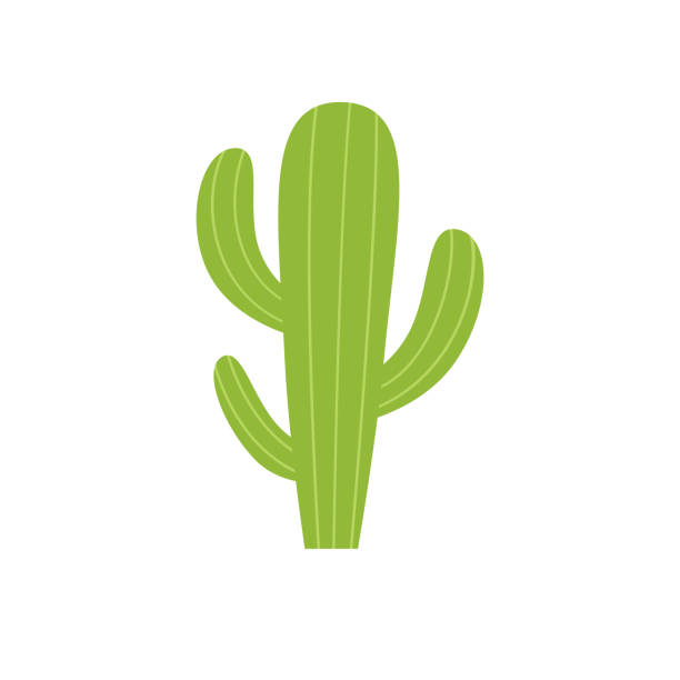 kaktus auf weißem hintergrund vektorillustration. - kaktus stock-grafiken, -clipart, -cartoons und -symbole