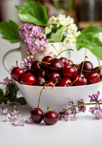 Berries of juicy ripe cherries in a white cup against a background of lilacs and white flowers