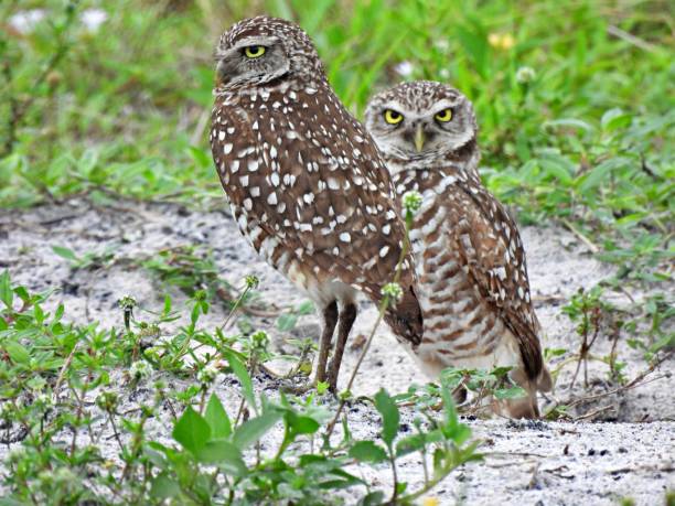istock Burrowing Owls (Athene cunicularia) resting near their burrow 1401962486