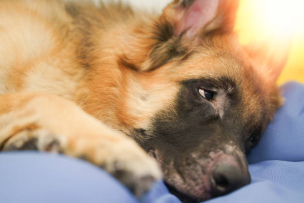 istock dog lying down on floor with love 1401963590