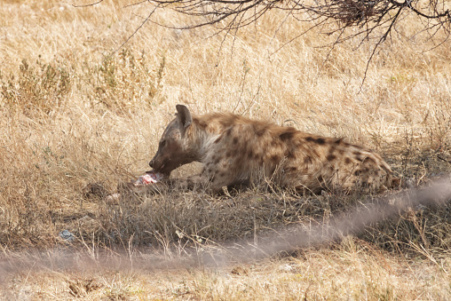 The spotted hyena is a species of predator in the hyena family. It is the largest species of hyena and is characterized by its namesake spotted fur.