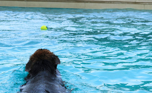 istock dog play ball in swimming pool 1401963684
