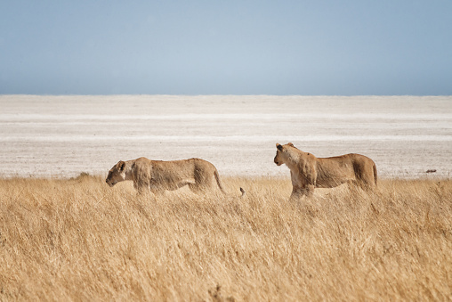 Lioness at the edge of the Etosha salt pan National Park, Namibia, Africa. Hidden in the grass the lioness is observing and watching for some food.