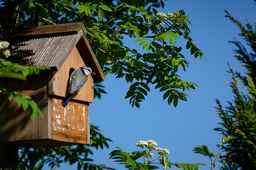 Birdhouse in yard on sunny day