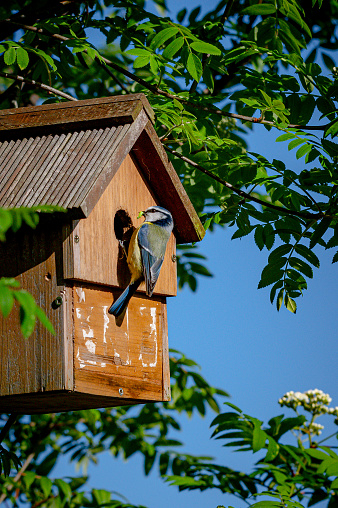 Colorful wooden birdhouses, animal, Bird's Nest
