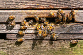 Honey bees, apis mellifera, apiary in woodland