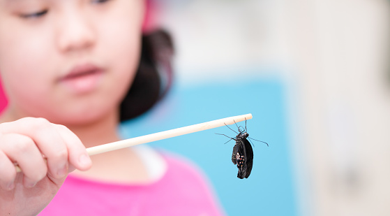 child holding butterfly on chopstick insect with happiness