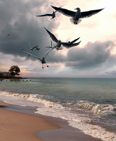 Flock of seagull and stormy seascape in Siesta Key,Sarasota, Florida